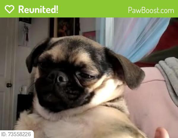 Reunited Female Dog last seen West and apgar, Oakland, CA 94608