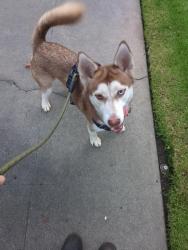 Lost Male Dog last seen Orange Grove Ave and 2nd St, San Fernando, CA 91340
