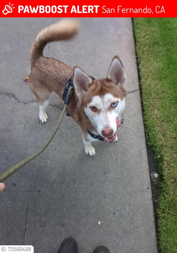 Lost Male Dog last seen Orange Grove Ave and 2nd St, San Fernando, CA 91340