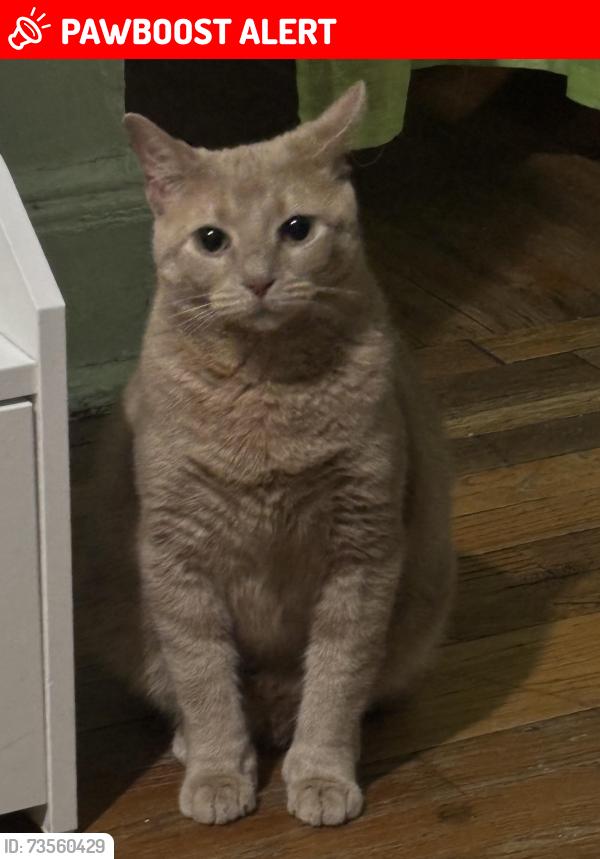 Lost Male Cat last seen Beech street, Warminster Township, PA 18974