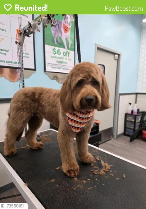 Reunited Male Dog last seen Hamilton mill with bart jhonson, Buford, GA 30519