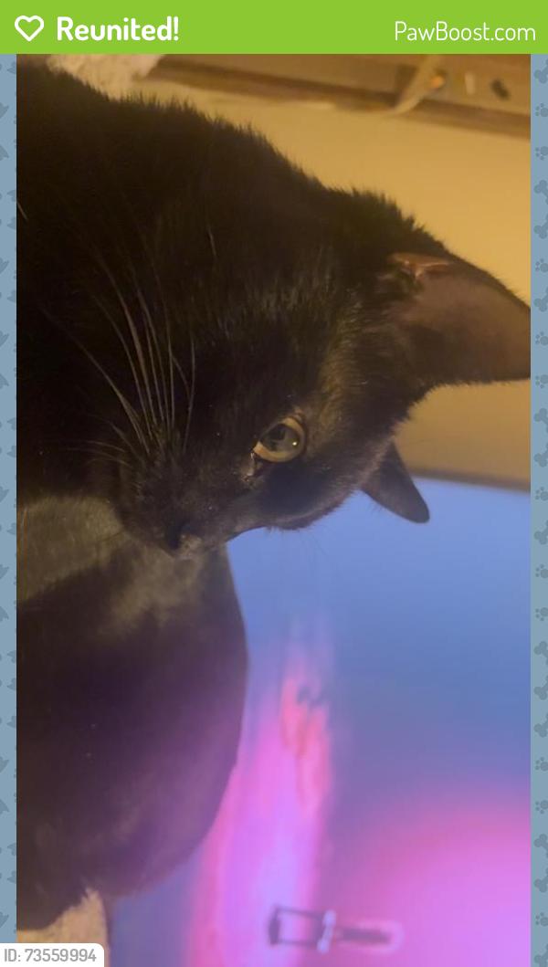Reunited Male Cat last seen North Garrison ave and e 28th st n, Tulsa, OK 74106