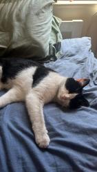 Reunited Female Cat last seen South street, South Ockendon, England 