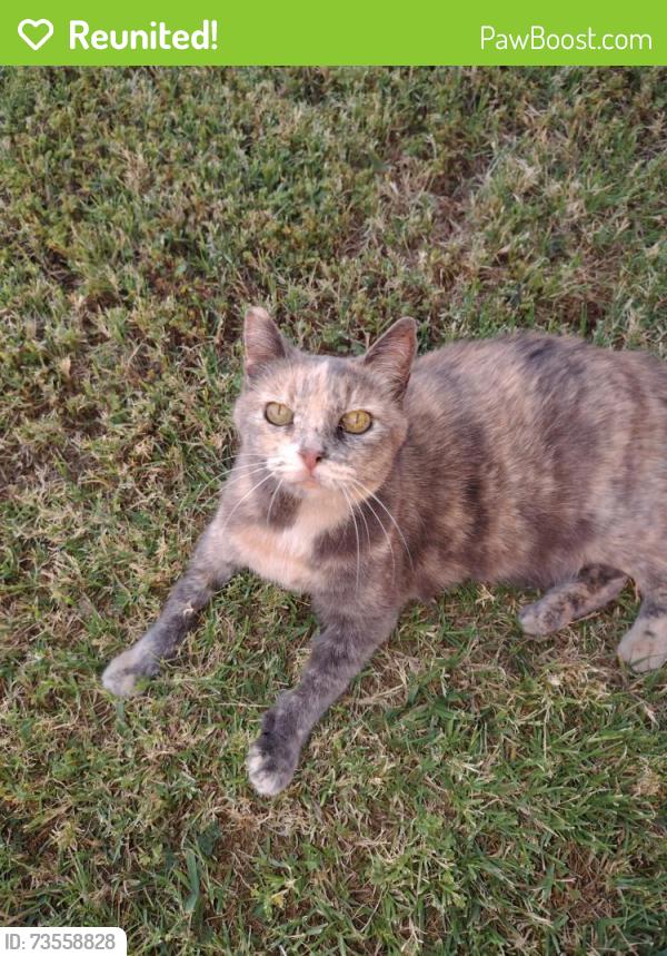 Reunited Female Cat last seen Lafayette and Alameda, Lindsay, CA 93247
