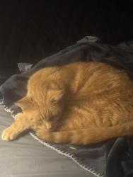 Reunited Male Cat last seen West 24th St, Lawrence, KS 66049