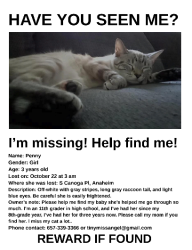 Reunited Female Cat last seen S Canoga Pl, Anaheim, CA 92804