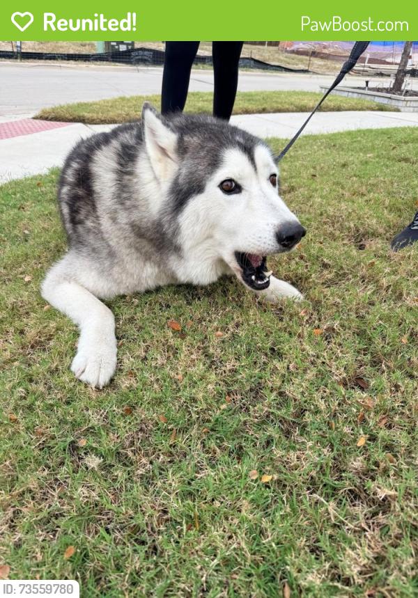 Reunited Male Dog last seen Alma and Stacy road, McKinney, TX 75070