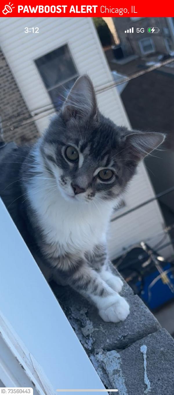Lost Male Cat last seen Near w palmer, Chicago, IL 60639