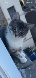 Lost Male Cat last seen Near w palmer, Chicago, IL 60639