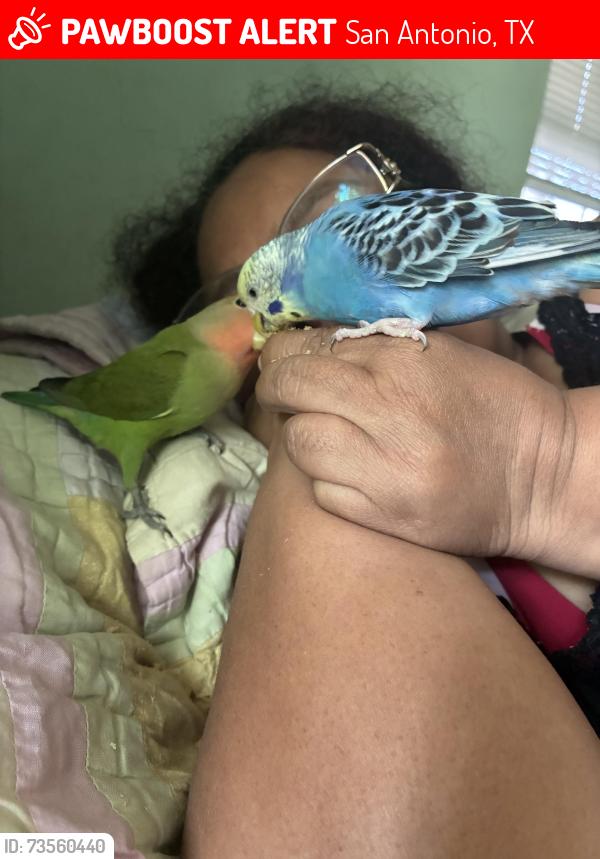 Lost Female Bird last seen Calle montana, San Antonio, TX 78203