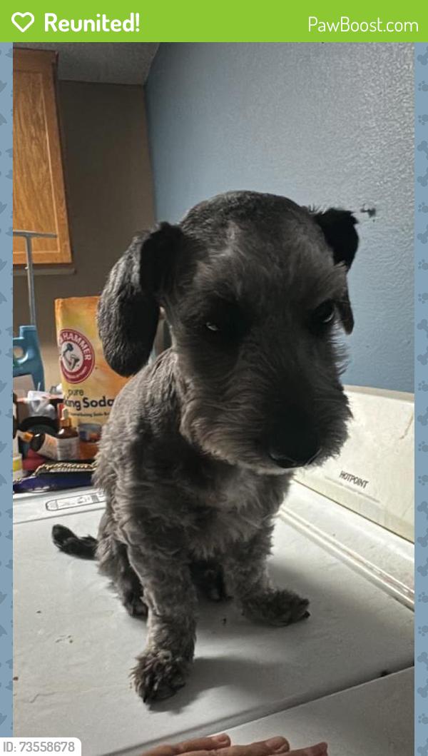 Reunited Male Dog last seen Near Meadows Ln, Las Vegas, NV 89107, USA, Las Vegas, NV 89107