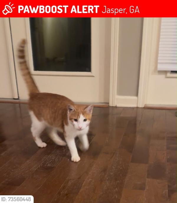 Lost Male Cat last seen Philadelphia rd jasper ga, Jasper, GA 30143
