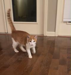 Lost Male Cat last seen Philadelphia rd jasper ga, Jasper, GA 30143