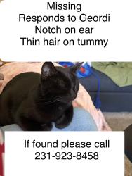 Lost Female Cat last seen Birdseye Ave be Washington near Toscana apt, Lacey, WA 98516