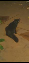 Found/Stray Unknown Cat last seen Emerald High School, Dublin, CA 94568