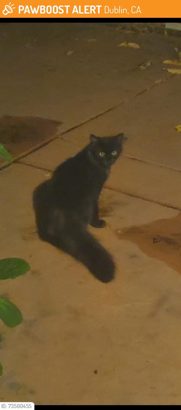 Found/Stray Unknown Cat last seen Emerald High School, Dublin, CA 94568