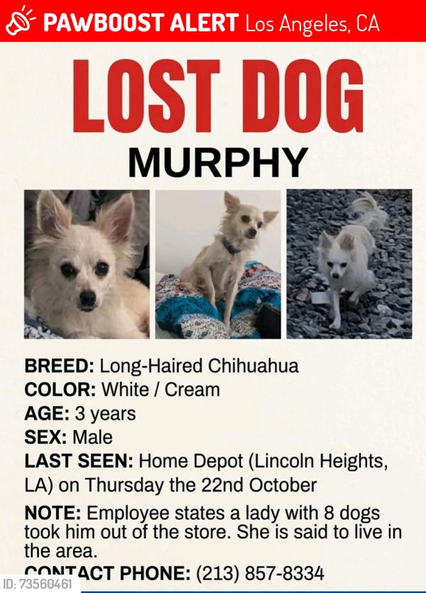 Lost Male Dog last seen Home depot, Los Angeles, CA 90065