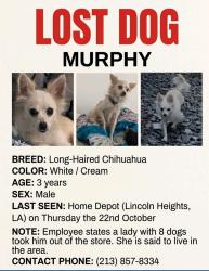 Lost Male Dog last seen Home depot, Los Angeles, CA 90065