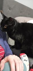 Lost Male Cat last seen Bledsoe Ave, Bremerton, WA 98310