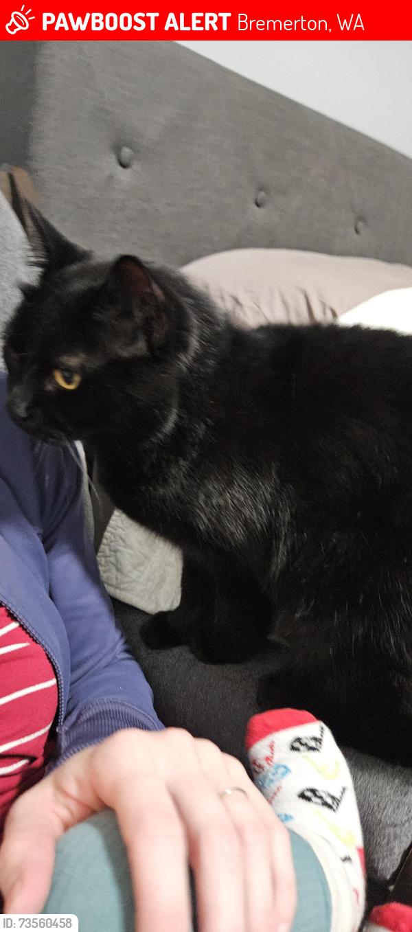 Lost Male Cat last seen Bledsoe Ave, Bremerton, WA 98310
