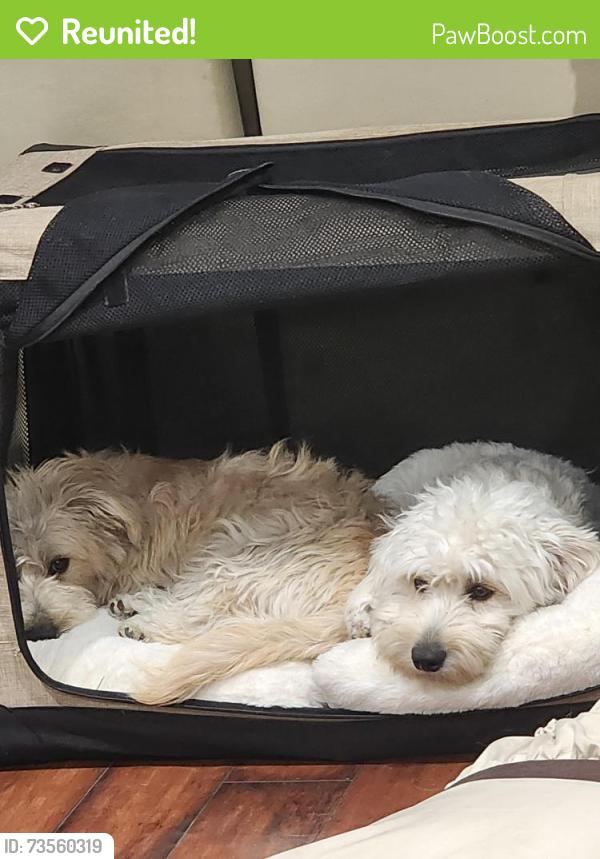 Reunited Male Dog last seen Sunkist Dr, Oakland, CA 94605