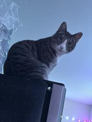 Reunited Male Cat last seen Westminster Pl, Lodi, NJ 07644