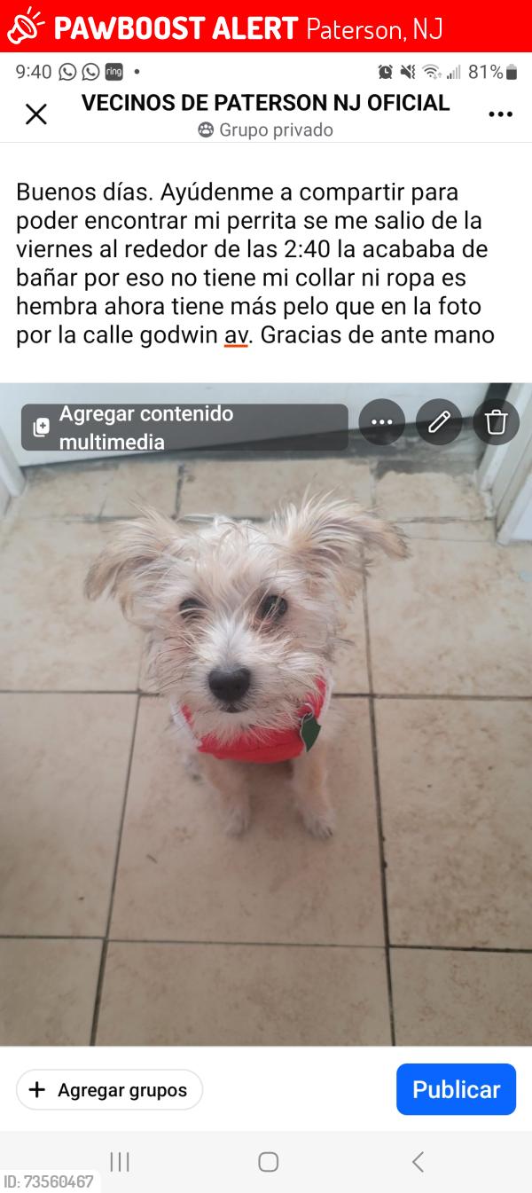 Lost Female Dog last seen Godwin av, Paterson, NJ 07501