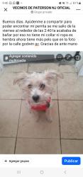 Lost Female Dog last seen Godwin av, Paterson, NJ 07501