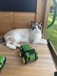 Lost Male Cat last seen Dunkle rd, Circleville, OH 43113