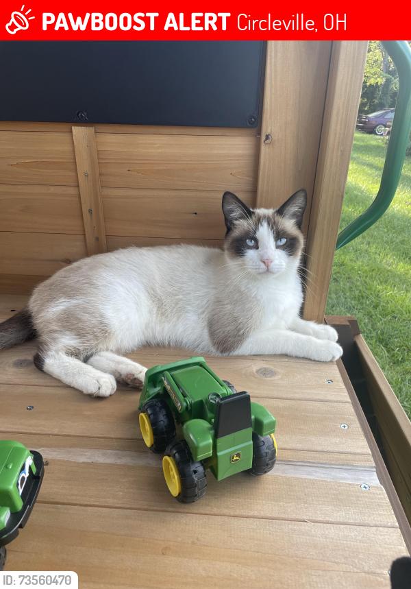 Lost Male Cat last seen Dunkle rd, Circleville, OH 43113
