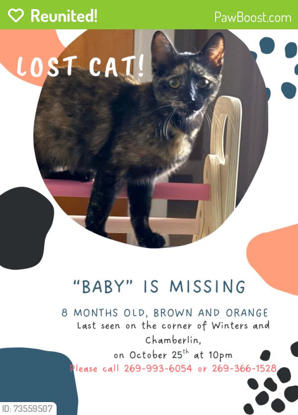 Reunited Female Cat last seen winters and chamberlain, by airport, Portage, MI 49002