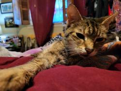 Lost Female Cat last seen Near Gherry Drive Austell GA 30106, Austell, GA 30106