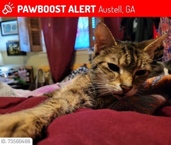 Lost Female Cat last seen Near Gherry Drive Austell GA 30106, Austell, GA 30106