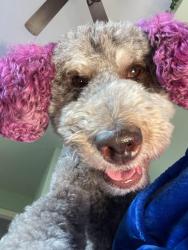 Reunited Female Dog last seen Chestnut St & Eighth ave s, Grand Forks, ND 58201
