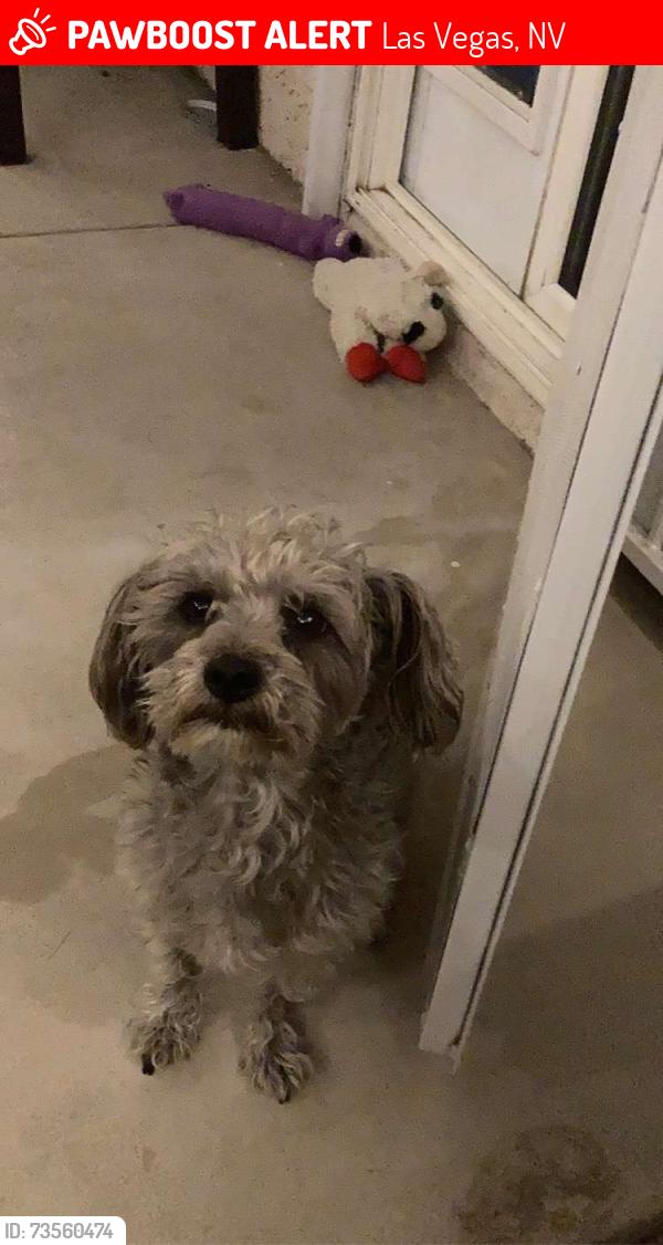 Lost Male Dog last seen Vegas Dr N Martin Luther King Blvd, Las Vegas, NV 89106