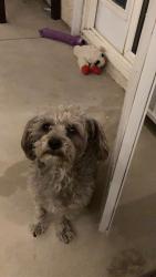 Lost Male Dog last seen Vegas Dr N Martin Luther King Blvd, Las Vegas, NV 89106
