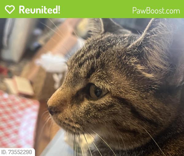 Reunited Female Cat last seen Latting and Silsbe, Eads, TN 38028