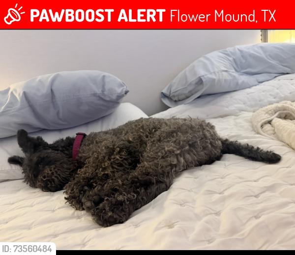 Lost Female Dog last seen Our hse, Flower Mound, TX 75022
