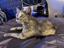 Reunited Female Cat last seen West Covina, West Covina, CA 91790