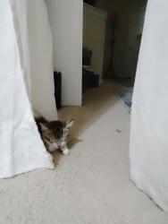 Lost Unknown Cat last seen Katy Gaston rd, Westpark Tollway, TX 77083