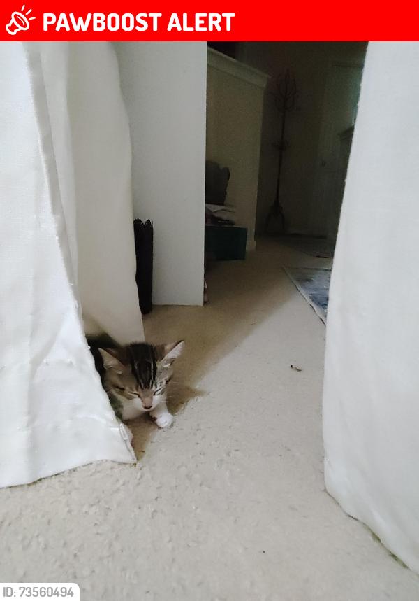 Lost Unknown Cat last seen Katy Gaston rd, Westpark Tollway, TX 77083