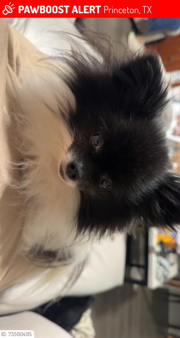 Lost Female Dog last seen Park on dewy glen, Princeton, TX 75407