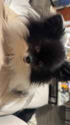 Lost Female Dog last seen Park on dewy glen, Princeton, TX 75407