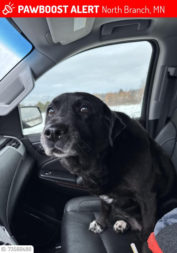 Lost Female Dog last seen Near Hay Days, North Branch, MN 55056