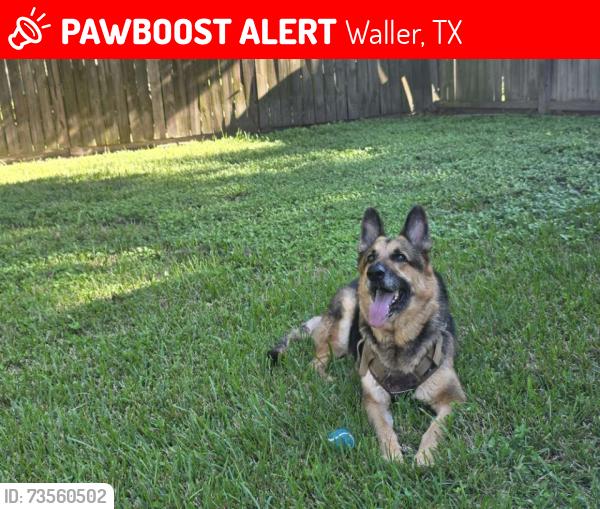 Lost Male Dog last seen I'm 1744, Magnolia, TX 77353