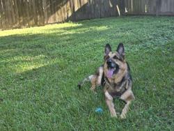 Lost Male Dog last seen I'm 1744, Magnolia, TX 77353