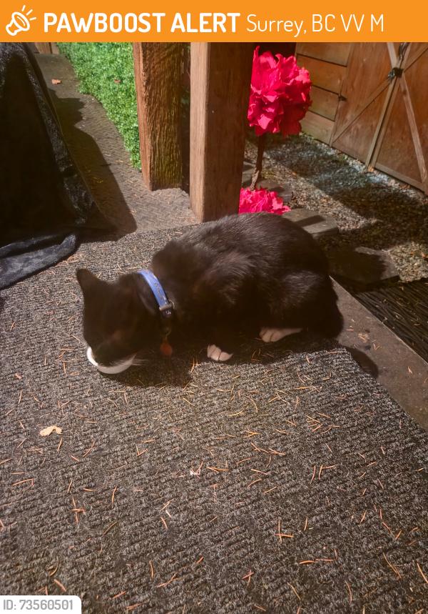 Found/Stray Unknown Cat last seen Staying near the ravine, Surrey, BC V3V 2M3