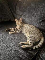 Lost Male Cat last seen Winding rd, Friendswood, TX 77089