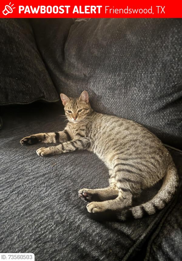 Lost Male Cat last seen Winding rd, Friendswood, TX 77089