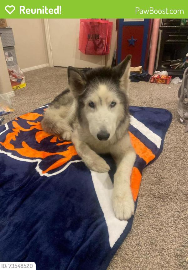 Reunited Male Dog last seen Boulder Highway and Barrett St. Henderson, Henderson, NV 89011